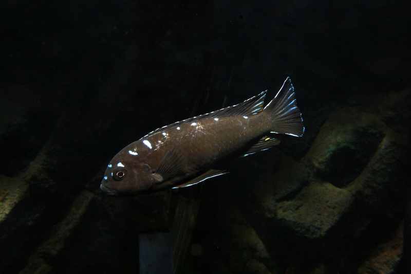 Chindongo sp. 'elongatus spot' Hai Reef
